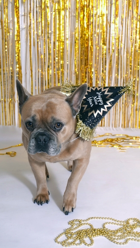 戴着庆祝帽子的法国斗牛犬图片